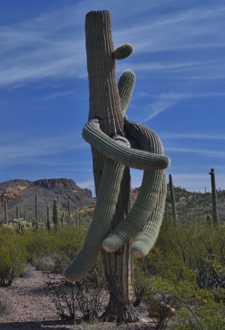 cactus personalities